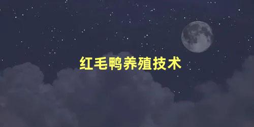 红毛鸭养殖技术