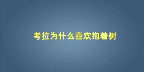 考拉为什么喜欢抱着树