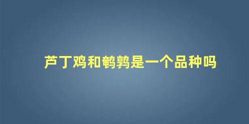 芦丁鸡和鹌鹑是一个品种吗