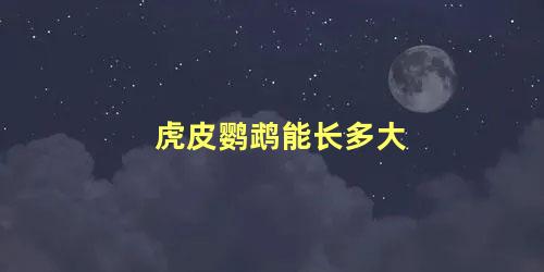 虎皮鹦鹉能长多大