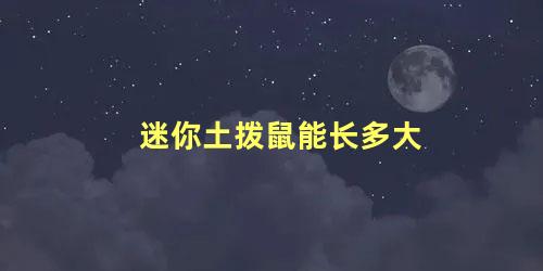 迷你土拨鼠能长多大