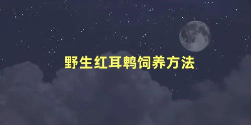 野生红耳鹎饲养方法