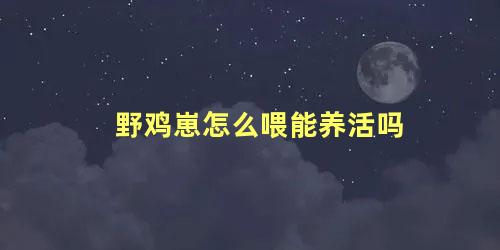 野鸡崽怎么喂能养活吗