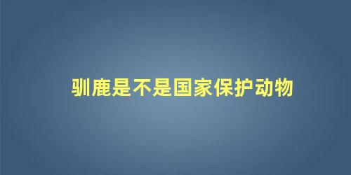 驯鹿是不是国家保护动物