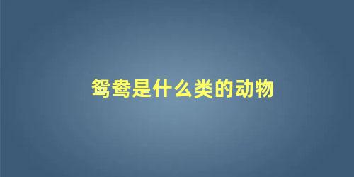 鸳鸯是什么类的动物