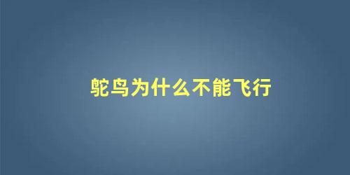 鸵鸟为什么不能飞行