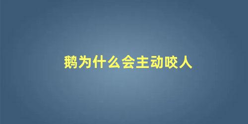 鹅为什么会主动咬人