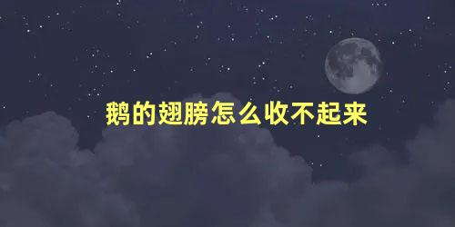 鹅的翅膀怎么收不起来