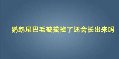 鹦鹉尾巴毛被拔掉了还会长出来吗