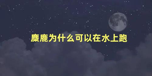 麋鹿为什么可以在水上跑