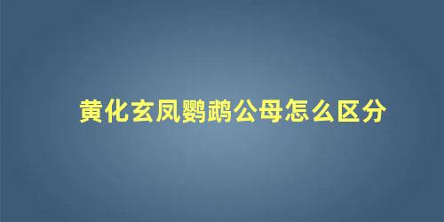 黄化玄凤鹦鹉公母怎么区分