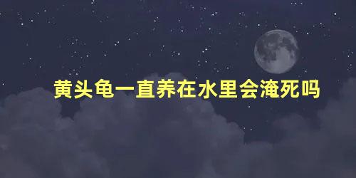 黄头龟一直养在水里会淹死吗