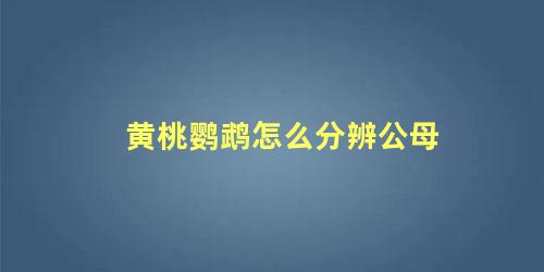 黄桃鹦鹉怎么分辨公母