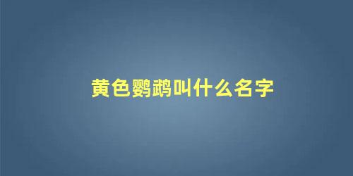 黄色鹦鹉叫什么名字